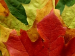 Autumn leaves