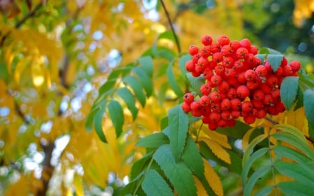 Autumn berries - red, berry, fruit, leaf, yellow, autumn, green