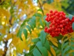 Autumn berries