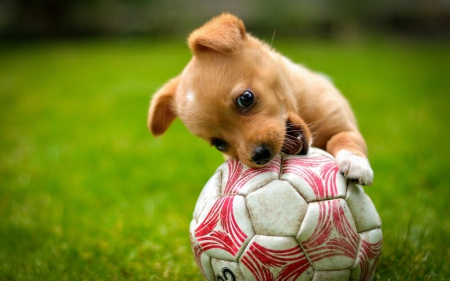 Puppy - ball, animal, cute, puppy, dog, green