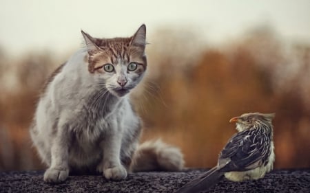 Cat and bird - bird, animal, orange, cat