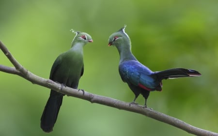 Turaco couple - couple, branch, lovely, pasare, bird, pairs, turaco, blue, green, feather, animal, birds