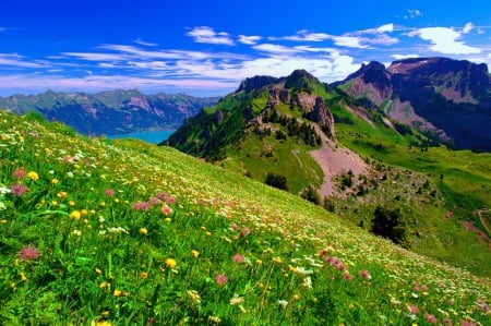 Flowers on mountain slope - slope, valley, sky, freshness, mountain, landscape, hills, summer, meadow, lovely, pretty, beautiful, flowers