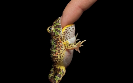 Funny Frog - funny, finger, bite, frog, wallpaper