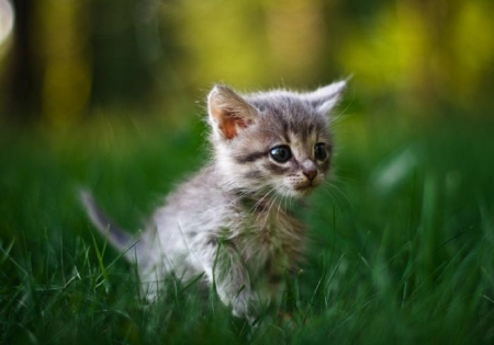 lost in the grass - kitten, cats, lost, grass, animals