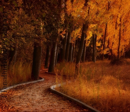 Forest fall - leaves, orange, forest, trees