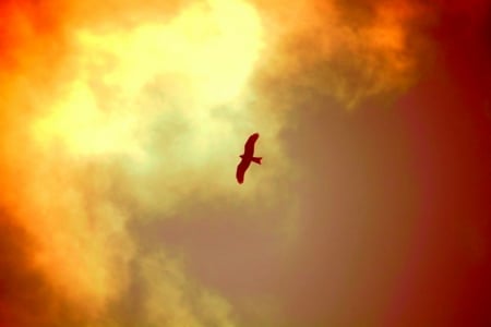 Bird - sky, yellow, fliying, clouds, bird