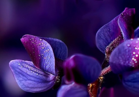 Purple Flower - flower, purple, soft, lovely, nature