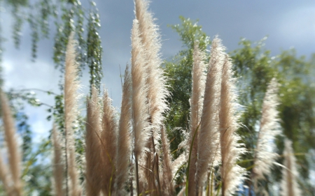 Ornamental Grass in the Breeze - summer, nature, breeze, grass