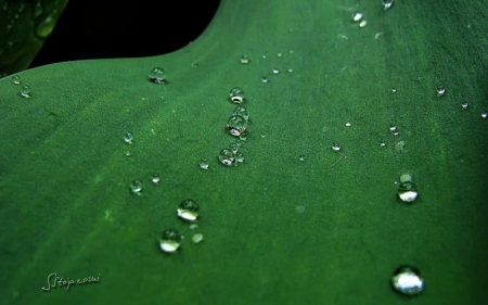 Waterdrops slide tulip leaf - photography, leaf, spring, macro, grass, garden, drops, de, dewdrops, rain, raindrops, wallpaper, summer, hd, abstract, close-up, leaves, tulip