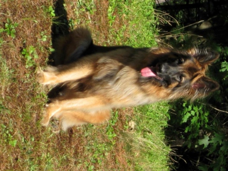 Liesl Guardian Angel - long haired, puppy, liesl, german shepherd, pure breed, raj, female, guardian angel, angel