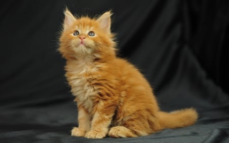 Maine Coon Cat - Kitty, Cat, Maine, Coon