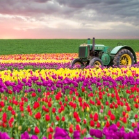 Row After Row Of Tulips