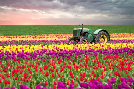 Row After Row Of Tulips - fields, sky, tulips, nature, white, tractor, purple, yellow, pink, clouds, red, blue, bunch, green, flowers