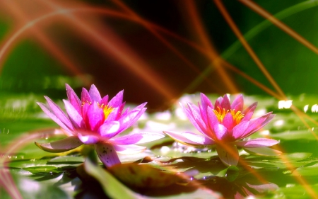 ✿⊱•╮Lotus Glory╭•⊰✿ - sunlight, lotus, pond, creative pre-made, beautiful, water lilies, colors, lovely, pink, flowers, glory, nature, couple, love four seasons