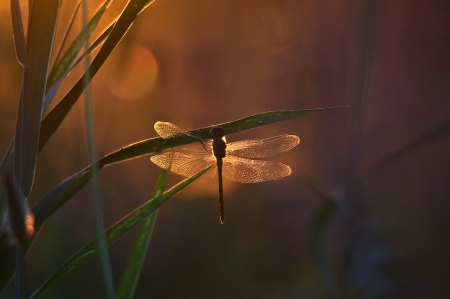 Dragonfly - sitting, dragonfly, macro, insects, grass