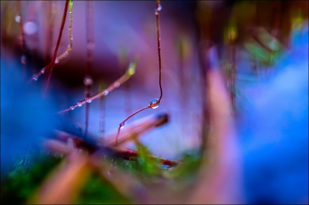 Morning Dew - nature, morning, dew, grass, drops