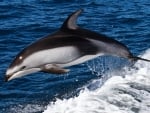 dolphin jumping