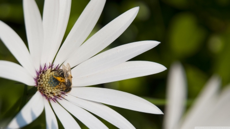 good beez - insect, white, bee, flower