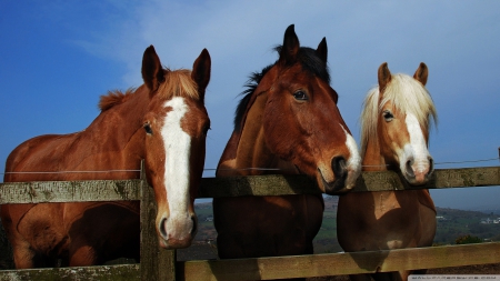 horse - three, fence, sky, horse