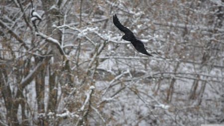 blackbird - tree, blackbird, winter, bird