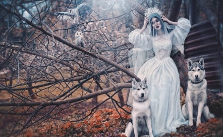 Bride - photography, bride, lady, dogs