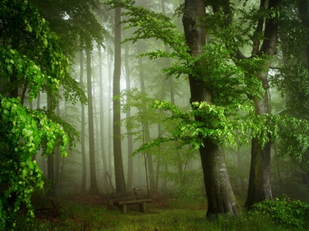 green foset - nature, forests, cool, photography, green