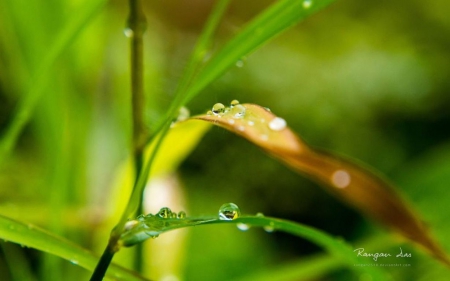 Raindrops VII. - raindrops, summer, grass, spring, leaves, de, rain, macro, abstract, close-up, photography, drops, dewdrops, HD, nature, leaf, wallpaper