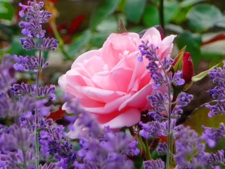 Garden flowers - fragrance, summer, rose, lovely, nature, pretty, beautiful, pink, scent, flowers, garden