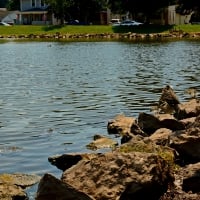 Soothing Summer Pond