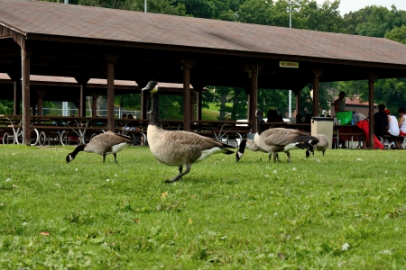 Ducks In The Park - geese, fun park, Ducks In The Park, ducks, park