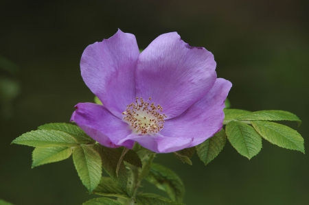 Purple - one, beautiful, flower, purple