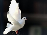 White Dove