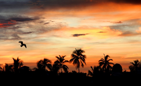 Sunset - trees, amazing, sunset, clouds