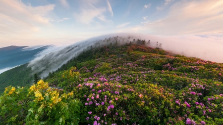 Mountains - flowers, mountains, fog, amazing