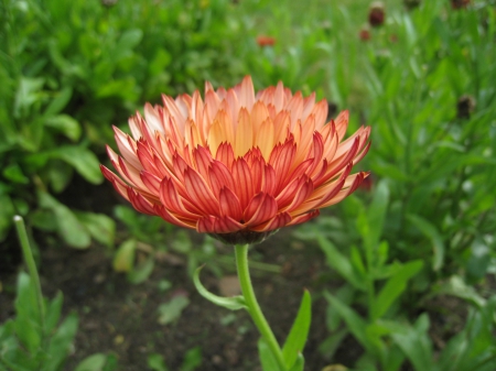 Thank You ! - mariegold, summer, garden, green, color, flower