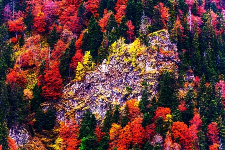 Autumn Forest - fall, trees, mountain, leaves, colors