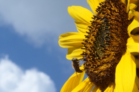 To the sun - sunflower, sky, bee, yellow