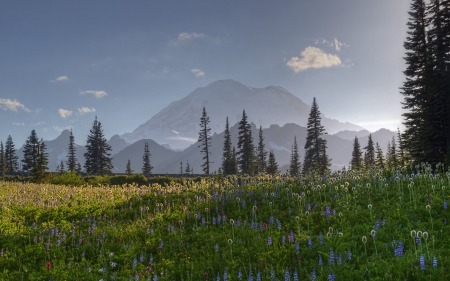 Beautiful View - Beautiful, blue, green, forest, mountains, tree, sky