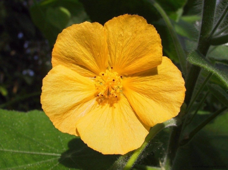 Lovely Yellow Flower - flowers, one flower, nature, yellow, yellow flowers