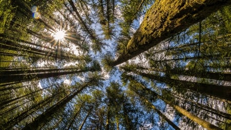 Tree Canopy - canopy, leaves, nature, trees