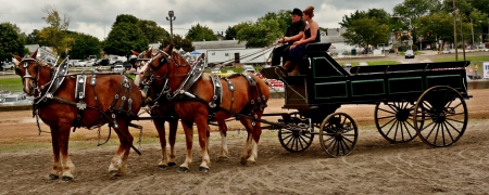 Horse Drawn Carriage - horses, horseback, cowgirl, horse drawn carriage, horse carriage