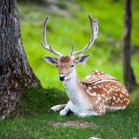 Beautiful Deer