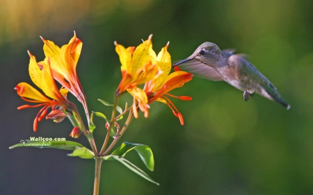 Hummingbird and Flowers - flowers, hummingbirds, Hummingbird, nature