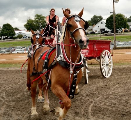 Beautiful Pony - beautiful horse, horse, beautiful pony, horse drawn carriage, carriage, ponies