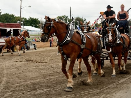 Galloping Beauties - galloping beauties, ponies, horse gallop, horseback, horse drawn carriage