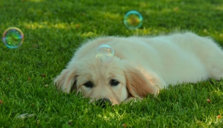 White dog - white, grass, dog, bulbs