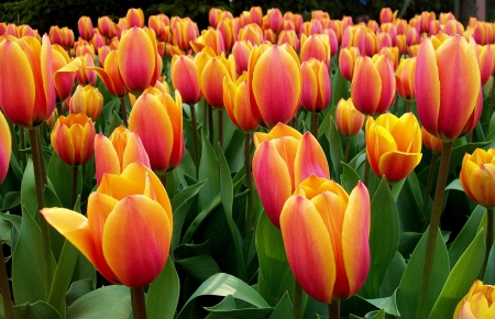 Flowers tulips - tulips, crop, field, flowers