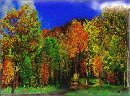 Colores del bosque - color, bosque, vista, pasion