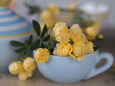 Still life - flowers, yellow, cup, soft